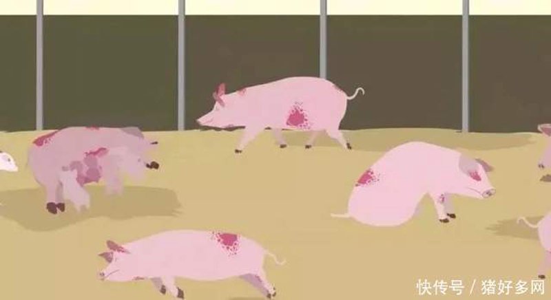 猪价波动影响深远